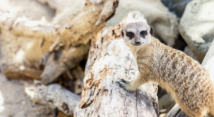 The meerkat or suricate is a small carnivoran belonging to the mongoose family.
