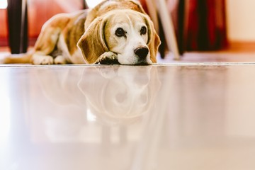 Young beagle dog rested inside a house