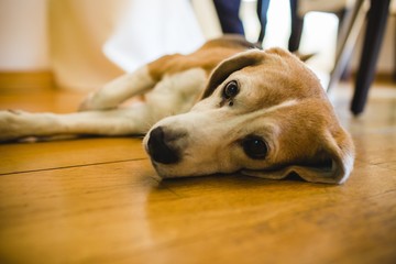 Young beagle dog rested inside a house