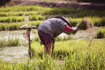 Asian farmer is withdrawn seedling and kick soil flick of Before the grown in paddy field,Thailand.