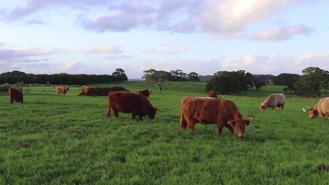 Cows and bulls happily grazing on green lush grass in a open farm field, paddock, meadow with blue skies, clouds, trees at sunset dusk