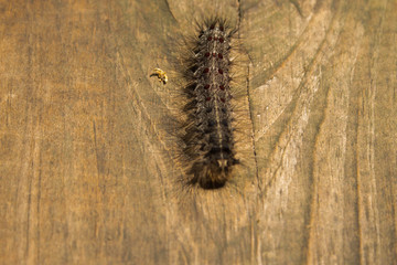 Hairy Gipsy Moth Caterpillar famous as Lymantria