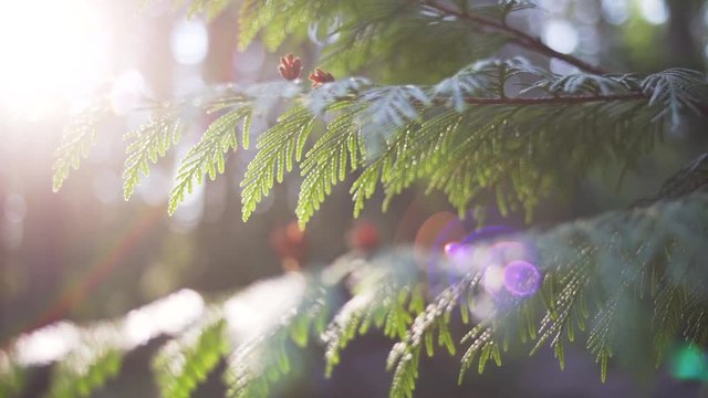 Closeup spinning shot, sun shines behind leaves of Western Red Cedar evergreen tree
