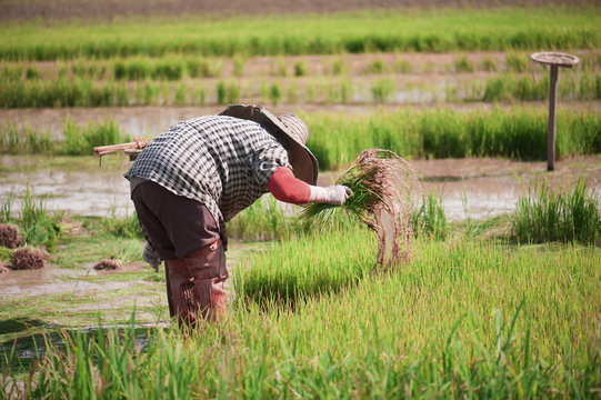 Asian farmer is withdrawn seedling and kick soil flick of Before the grown in paddy field,Thailand.