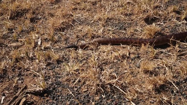 Australian Black Headed Rock Python