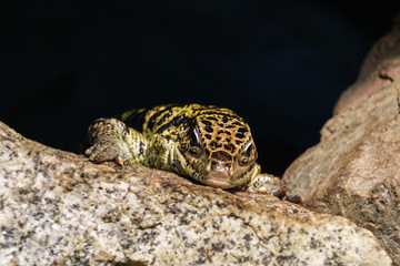 Obraz premium Close-up of colombian tegu lizard on a rock near the cave.
