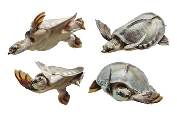 Carettochelys insculpta. Collection of funny turtles on white background. Isolated image of aquatic animal. Merry reptile in different poses close up.