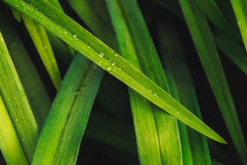 Natural vivid shiny green grass with dew drops close-up with copy space. Pure, pleasant, rich greenery with rain drops in macro. Background from green textured plants in rainy weather. Imperfect.