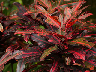 red croton plant  © Anastasia