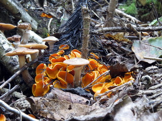 Orange and brown mushrooms