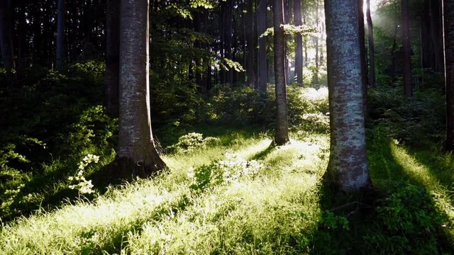 Walking towards beech trees in the evening sun. Little bucks flying through the air.