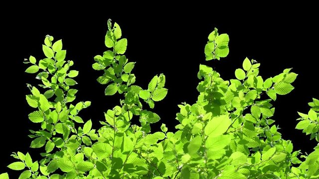 Beautiful tree branches with green leaves in early spring on the alpha channel