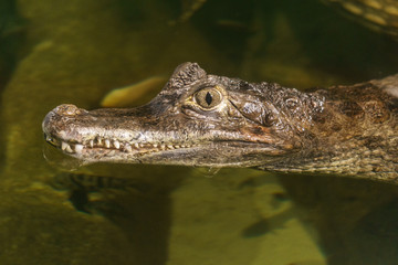 Spectacled caiman caiman crocodilus head in the water.