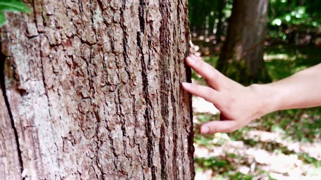 Hand strokes down the bork from an old tree.