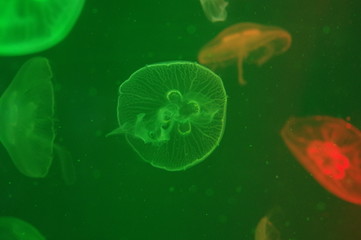 jellyfish