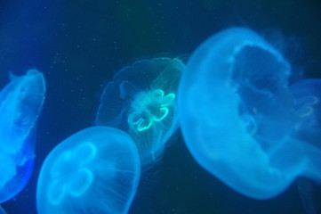 jellyfish