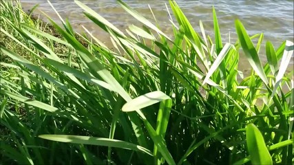 Search Photos Pasturage