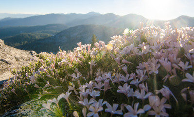 Mountain Sunrise and Beautiful Flowers