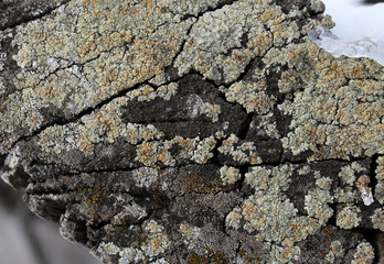 Lichen moss growing on the bark of a tree. Texture of tree bark with dry moss.
