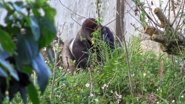 4K, Mountain gorilla eating with hand some grass in a forest. Herbivorous apes eat in a zoo of Southeast Asia. Endangered animal is feeding in the wilds. Primates search for aliment -Dan