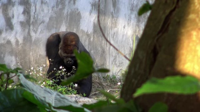 4K, Mountain gorilla eating with hand some grass in a forest. Herbivorous apes eat in a zoo of Southeast Asia. Endangered animal is feeding in the wilds. Primates search for aliment -Dan