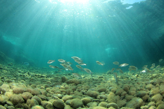 Underwater ocean background with fish 