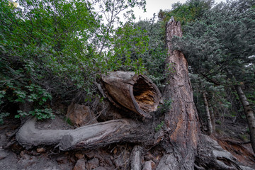 trees in the grand canyon