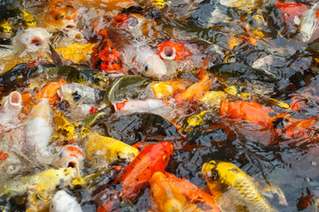 Beautiful fancy carp or koi fish are swimming in the pond
