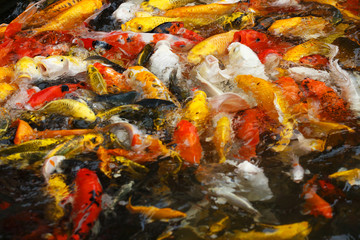 Obraz na płótnie Canvas Beautiful fancy carp or koi fish are swimming in the pond