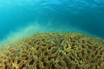 Naklejka premium Tarło koralowców