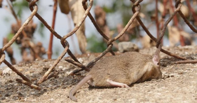daed mouse nature