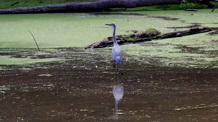 Czapla modra - wodne ptaki spacerujące po bagnach © Konrad_elx