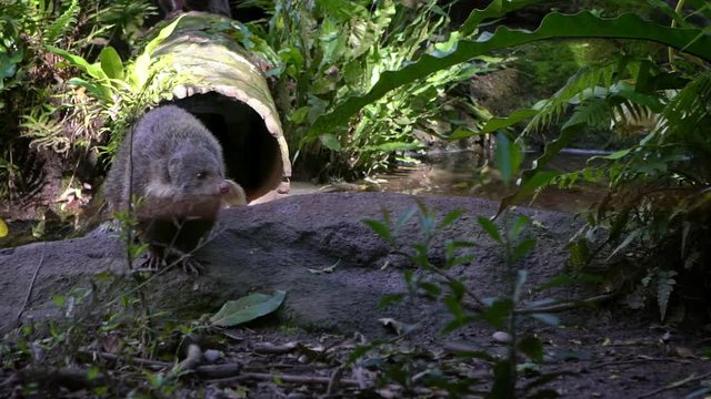 Slow Motion of Crab-eating mongoose walking near the river, between the trees in nature wildlife at evening. Herpestes urva is a mongoose species living in the forest of Asia. Animal walk at zoo -Dan