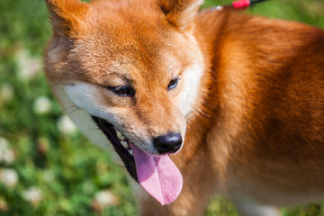 Shiba Inu dog standing over grass