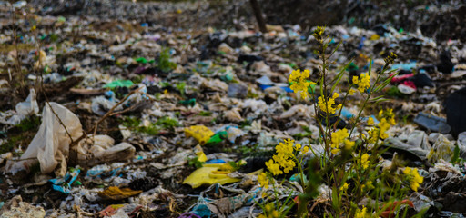 flores amarillas con basura de fondo