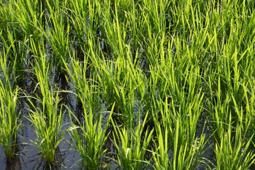 rice cultivation / Scenery of rice field