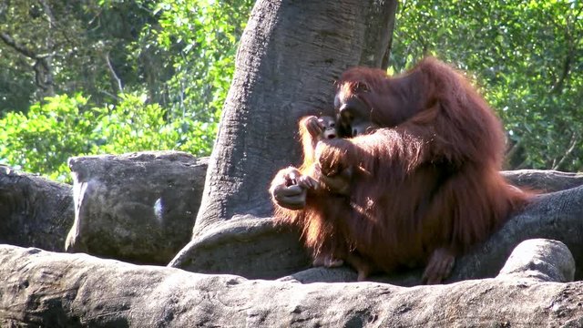 4K Mother and baby bornean orangutan in forest. Adult female orangutang take care the cub. Pongo Pygmaeus hanging in the trees at zoo. Apes native to Indonesia and Malaysia. Infant cling to mother-Dan