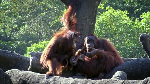 4K Mother and baby bornean orangutan in forest. Adult female orangutang take care the cub. Pongo Pygmaeus hanging in the trees at zoo. Apes native to Indonesia and Malaysia. Infant cling to mother-Dan
