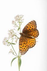 Speyeria aphrodite - Aphrodite Fritillary