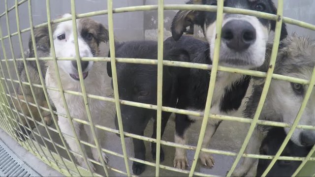 Group of dogs and puppies in a cage sniffing the fisheye lens on the camera