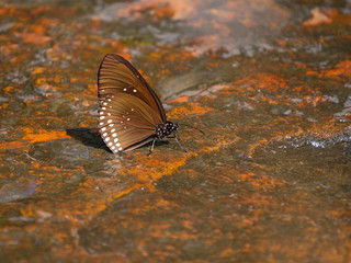 The Common lndian Crow/Danainae butterflly eating salt licking ground at Pangsida National park, copy space