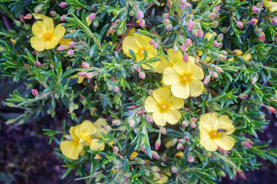 Halimium libanotis plant with small yellow blossoms