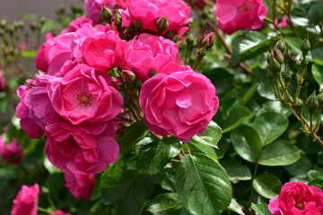 満開の薔薇　アンジェラ