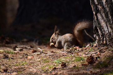 地面で栗を食べる早春のエゾリス