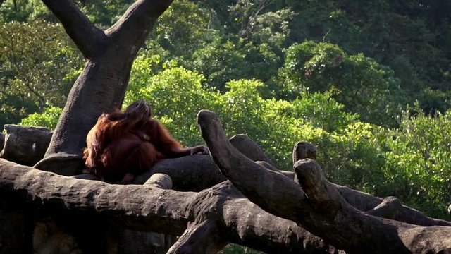 Mother and baby bornean orangutan in forest. Adult female orangutang take care cub. Pongo Pygmaeus hanging on trees zoo. Ape native to Indonesia and Malaysia. Infant cling to mother-Dan