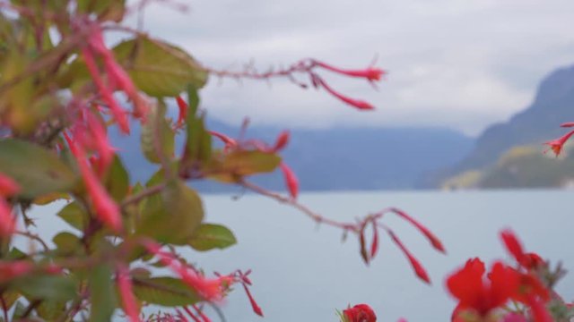 Gull passing frame while racking focus. Shot at Brienzer See in Switzerland. Shot in 4k 60 fps on the Lumix GH5.