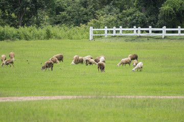 sheep in farm with green field