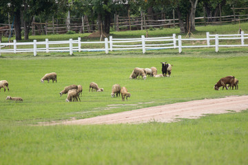 sheep in farm with green field