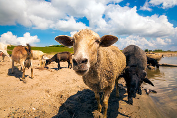 Close-up of a brown sheep looks at the camera, in the background a flock of sheep and goats drinks water from a river on a warm summer day