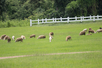Obraz premium sheep in farm with green field
